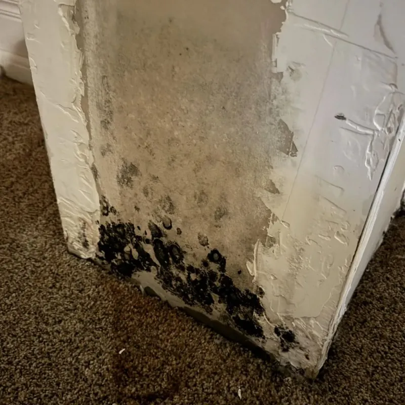 Professional Mold Removal in Oconto County, WI